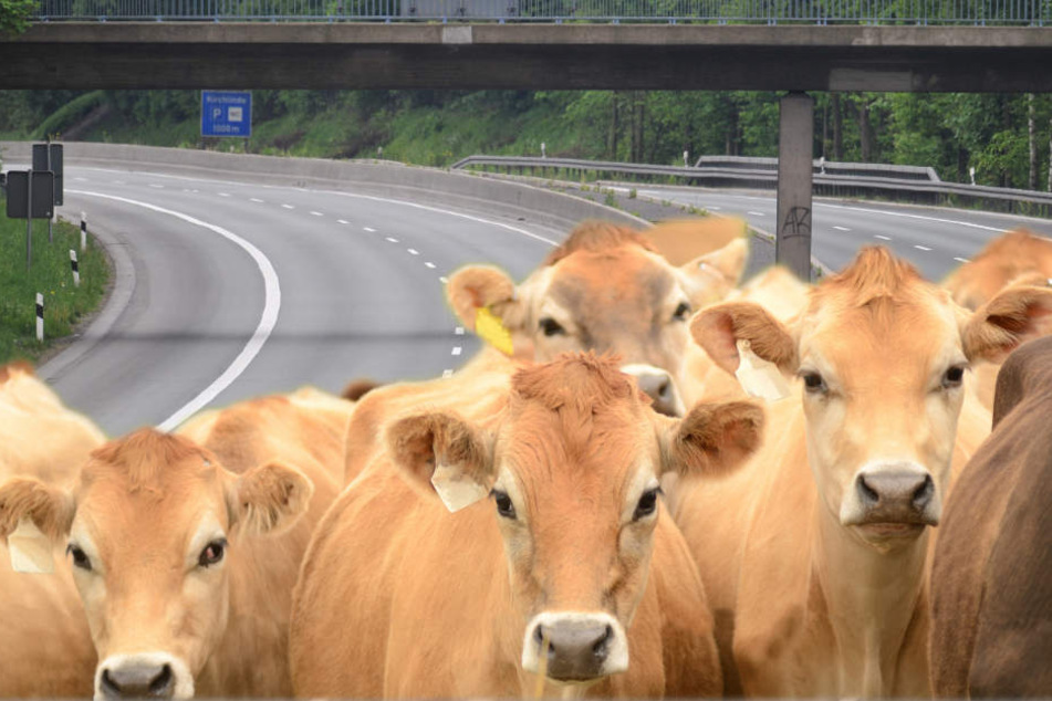 Der Landwirt versucht gerade die ausgebüxten Tiere einzufangen.