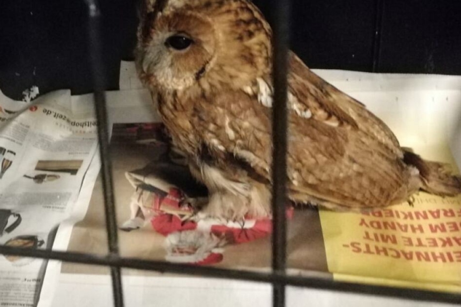 Die Eule wurde aus der Notlage befreit und danach zur Greifvogelhilfe nach Rösrath gebracht.