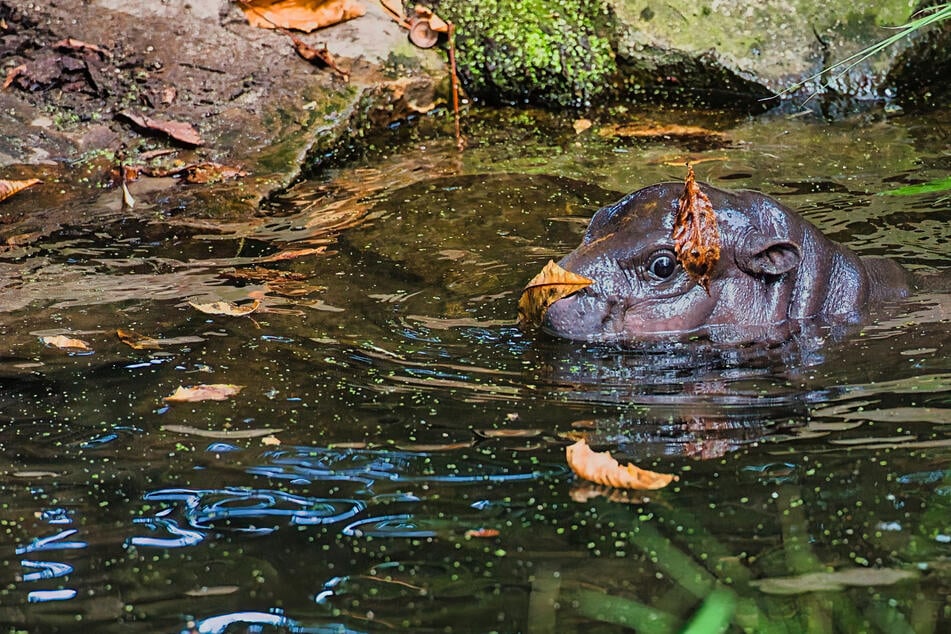 Berlin: Tierpfleger-Job für Mini-Hippo Toni sehr gefragt: '"Etwa ein Drittel mehr Bewerbungen erhalten!"