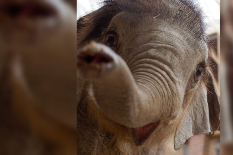 Das kleine Kalb wiegt inzwischen deutlich über 100 Kilo.