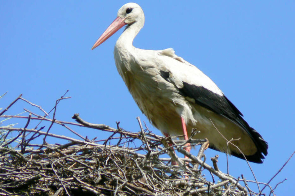 Ein Storch sitzt in Hamburg-Kirchwerder auf seinem Nest (Archivbild).