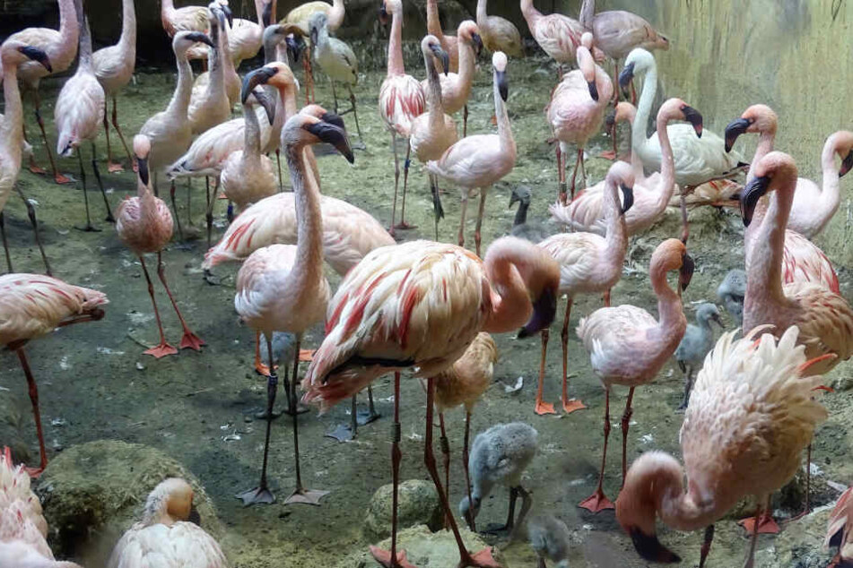 In der beheizten Halle sind aktuell neun Küken der Zwergflamingos unterwegs.
