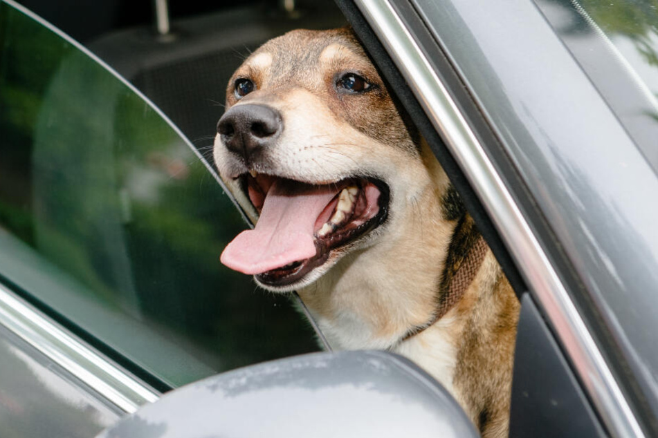 Immer müssen Hunde aus aufgeheizten Autos befreit werden (Symbolfoto).