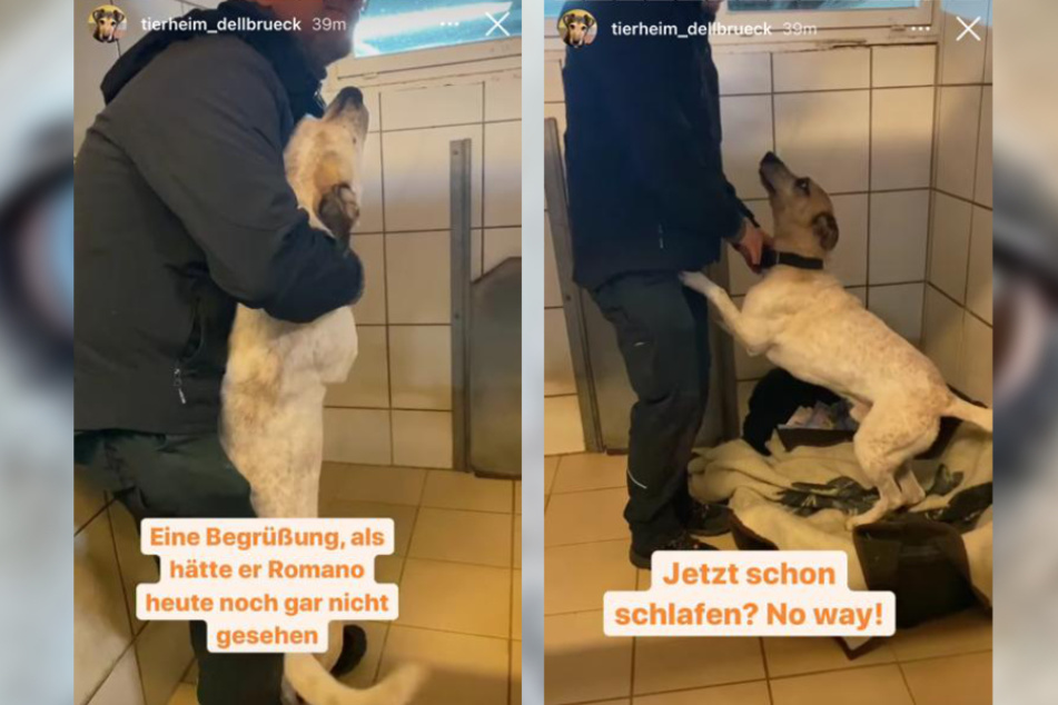 In der Instagram-Story zeigte das Tierheim Köln-Dellbrück, wie temperamentvoll Mischling Fritz ist.