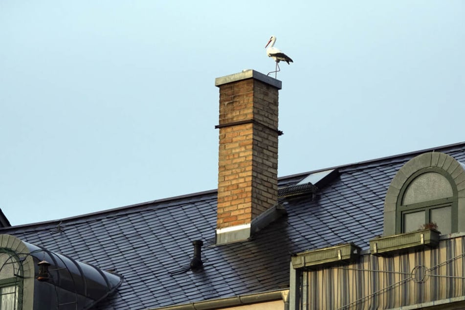 Besorgte Tierfreunde hatten einen Storch beobachtet, der auf einem Schornstein festzusitzen schien.