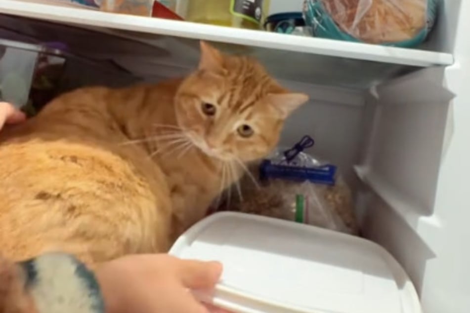Egal, was ihre Besitzerin auch tat: Katze Penny wollte im Kühlschrank bleiben.