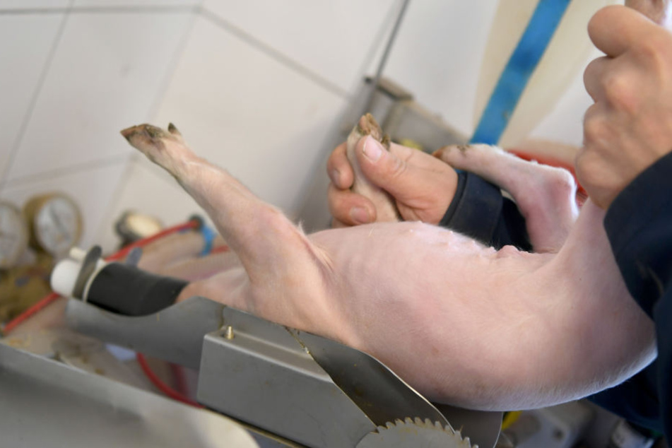 Eine Narkoseanlage für Ferkel in einem Zuchtbetrieb.