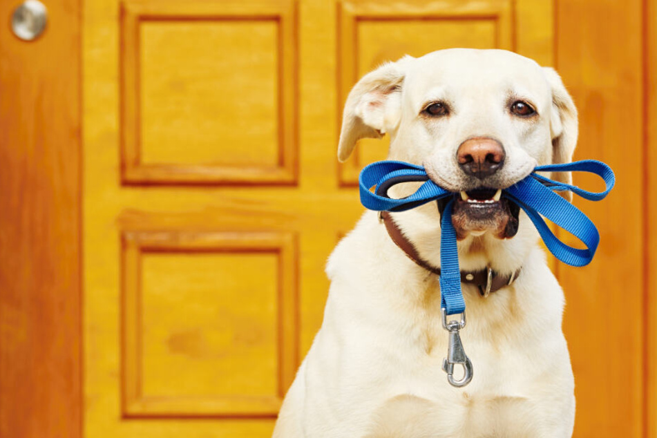 Der Hund weckte seine Halter auf (Symbolfoto).