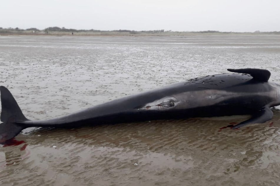 Insgesamt vier verendete Grindwale sind vor der niedersächsischen Küste im Nationalpark Wattenmeer angetrieben worden.
