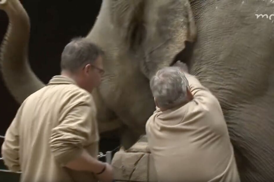 Zootierarzt Dr. Andreas Bernhard (r.) verabreicht Hoa bei Bedarf eine Spritze, dass diese ihr Jungtier trinken lässt.