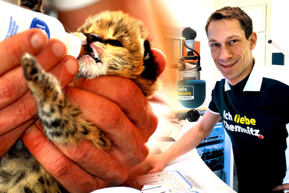 Sooo Suss Radio Karsten Sucht Besitzer Fur Seine Katzen Babys Tag24