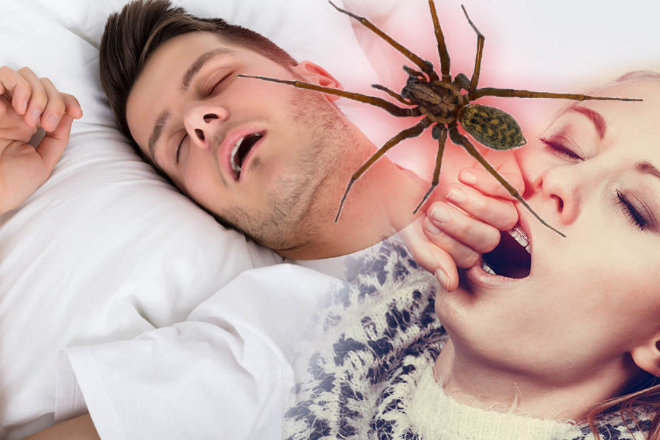 So Viel Spinnen Isst Du Wirklich Im Schlaf Tag24