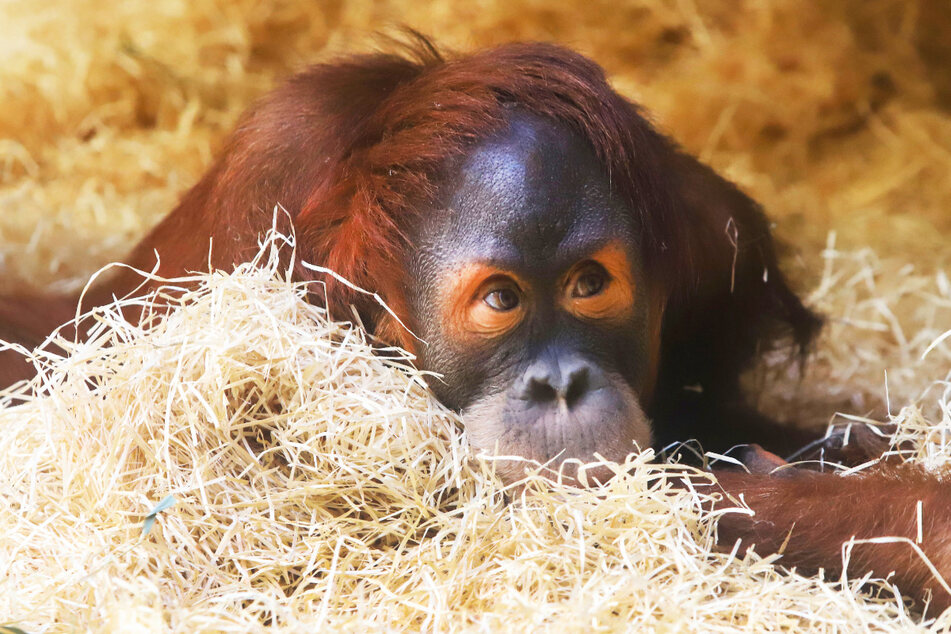 Die Dresdner Orang-Utan-Gruppe besteht aus dem 2015 geborenen Dalai, dem Pärchen Daisy und Toni und den beiden älteren Weibchen Djudi und Djaka.