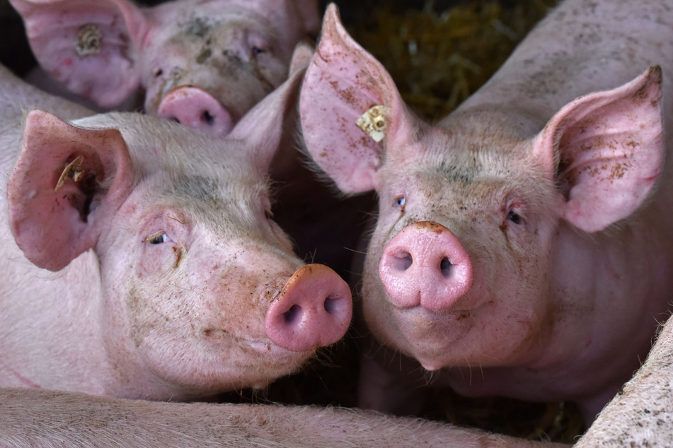 Agrar-Experten rechnen damit, dass der Bestand an Hausschweinen in Sachsen noch weiter zurückgehen wird. (Symbolbild)