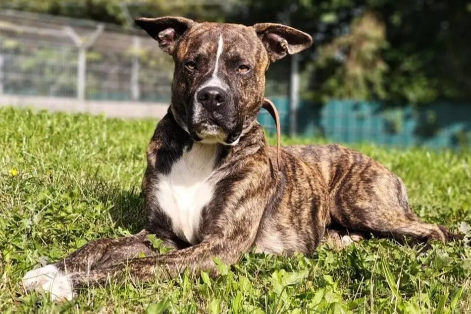 Boxer-Pointer-Mix Kalle ist aktuell im Hamburger Tierheim untergebracht.