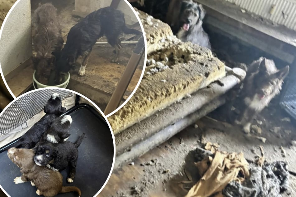 Verwahrloste Tiere fressen verstorbenen Besitzer an: Retter befreien 19 Hunde aus Horror-Haus in NRW