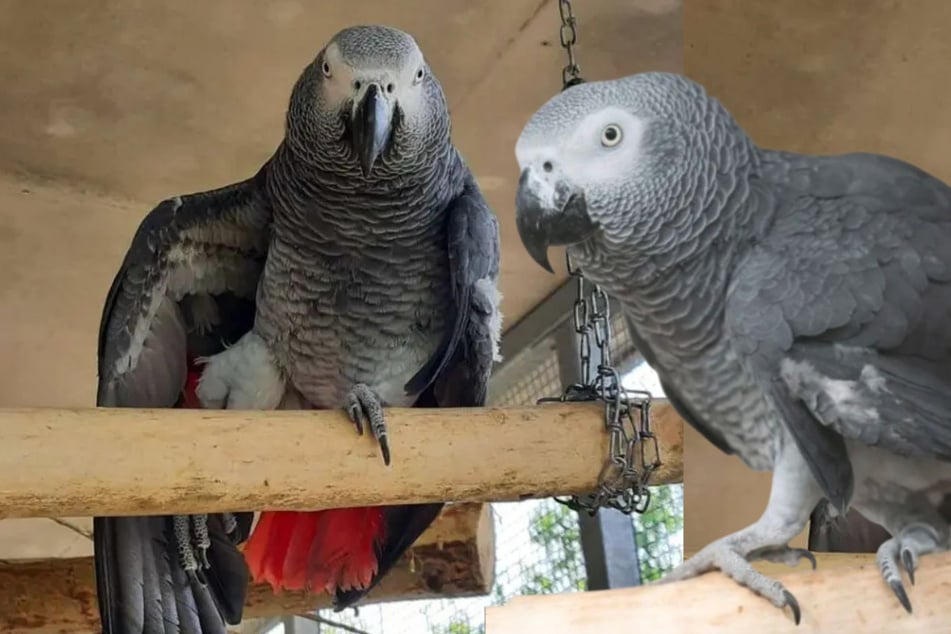Papagei Chester sucht dringend nach Traumfrau: Happy End für den einsamen Vogel?