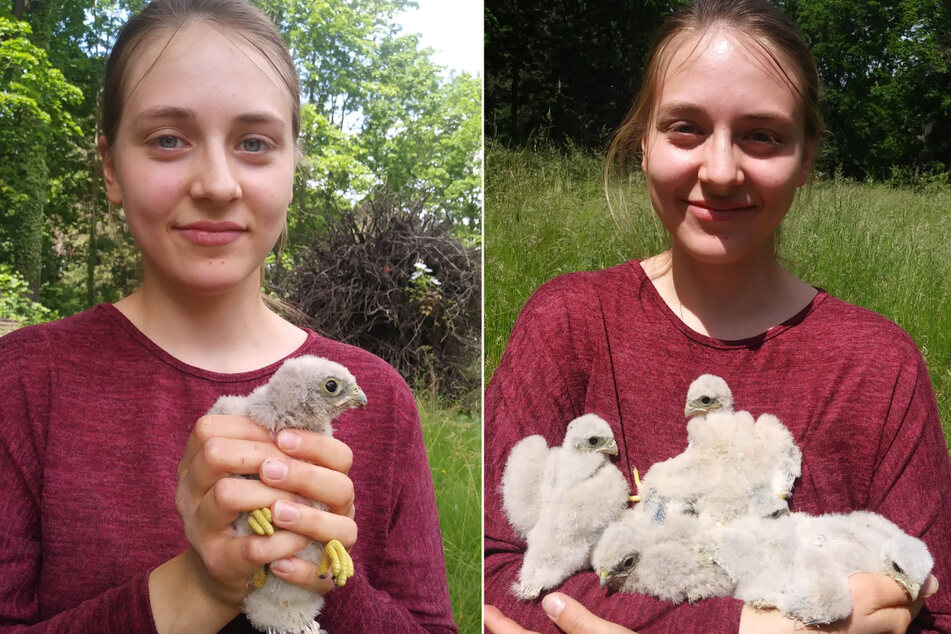 Vogelretterin Saskia (19) von der Wildvogelauffangstation mit den geretteten Turmfalken-Küken.