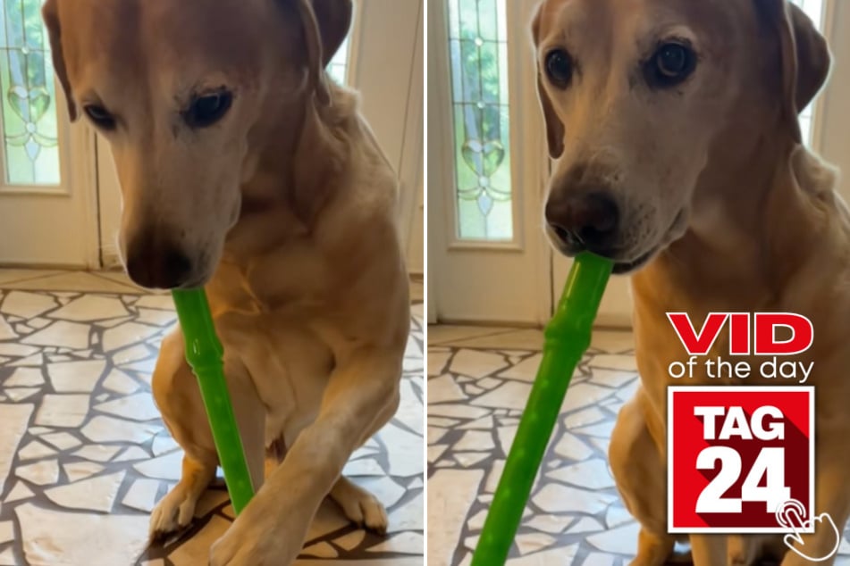 Today's Viral Video of the Day features a dog who can play the recorder like a pro!