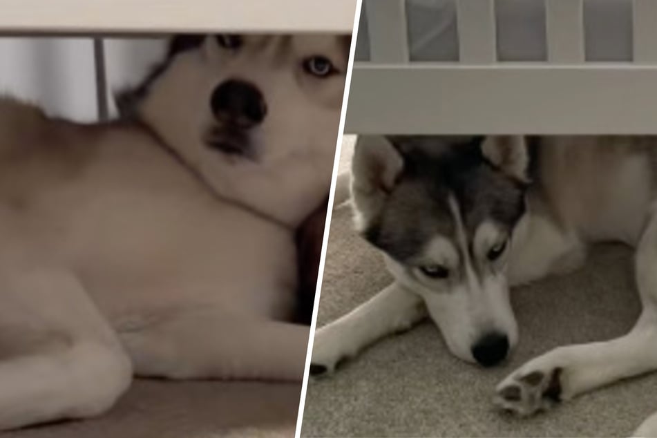 Husky schläft jeden Tag unter Kinderbett: Was Junge dann tut, rührt zu Tränen