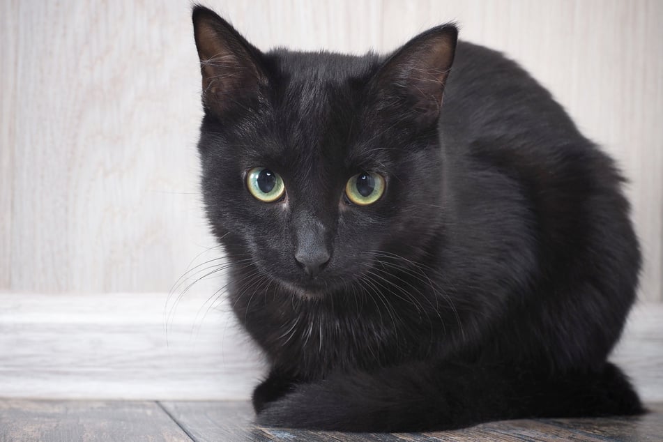Black cats, like black dogs, may have a harder time finding forever homes.