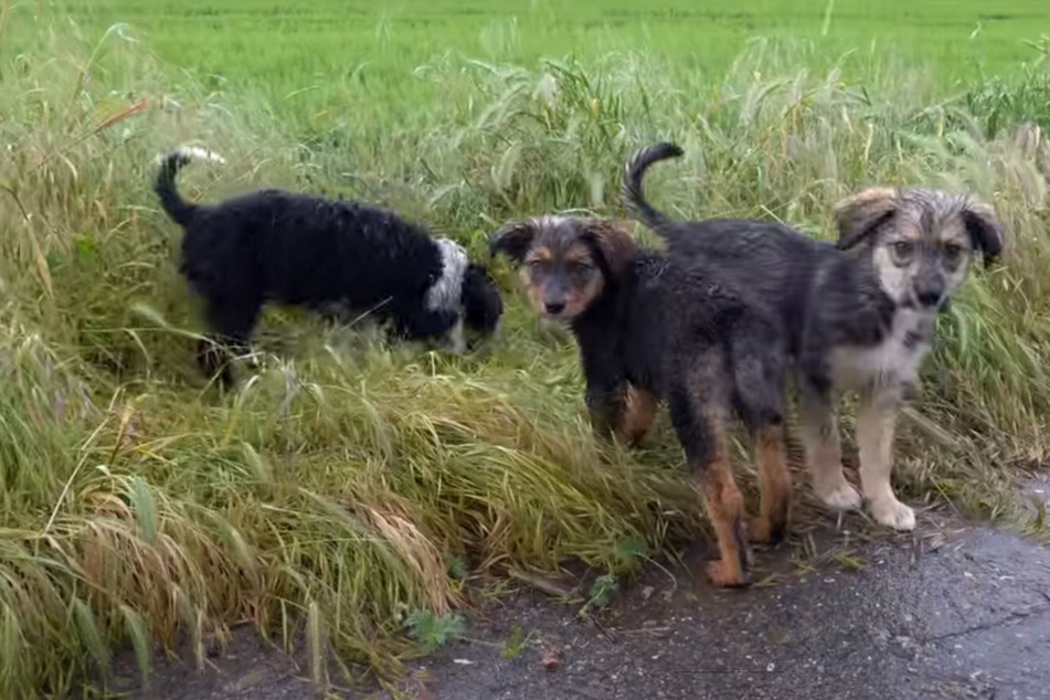 Puppies get scooped up in rain-soaked rescue