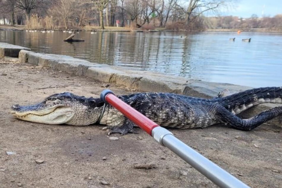 A four-foot-long alligator was spotted in New York City's Prospect Park.