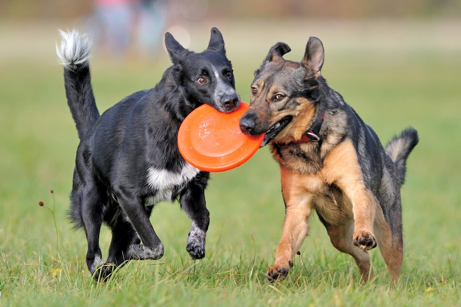Hunde beim Spielen mit einer Wurfscheibe. Ist das Tier glücklich, freuen sich auch Frauchen und Herrchen. (Symbolfoto)