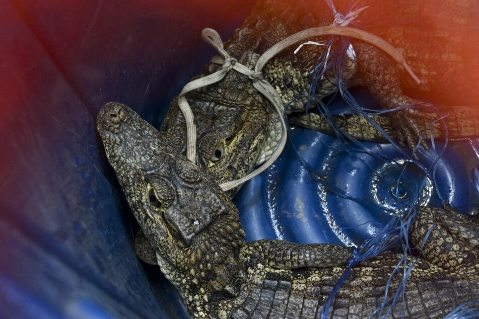 Diese Krokodile lebten im "El Infiernito"-Kast in Guatemala-Stadt.