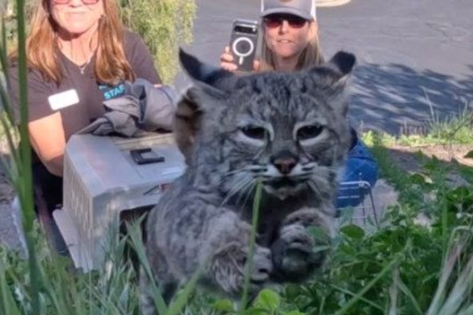 Nach vier Monaten konnte das Tier wieder in die Freiheit entlassen werden.