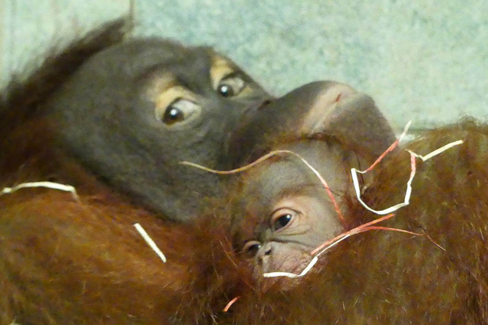 Orang-Utan-Dame Raja zeigt sich verkuschelt mit ihrem Nachwuchs.