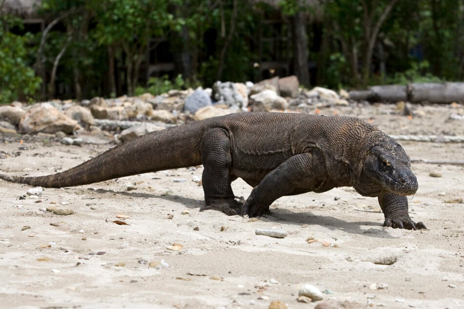 Der Komodowaran - auch Komododrache genannt - ist mit bis zu drei Metern Länge und 135 Kilo Gewicht die größte Echse der Welt.