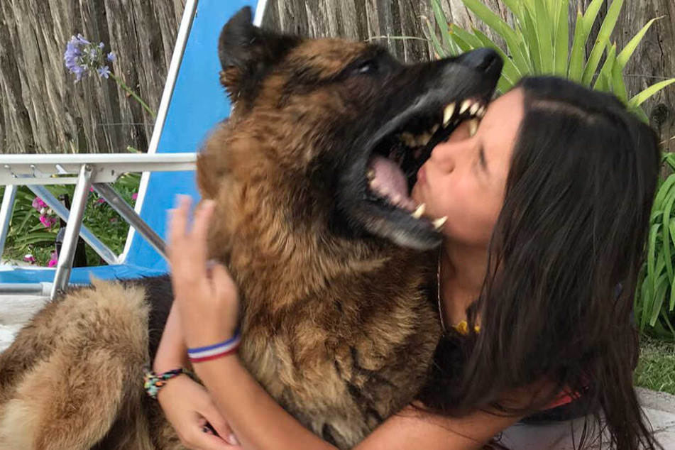 Hund beißt 17-Jähriger bei Fotoshooting ins Gesicht