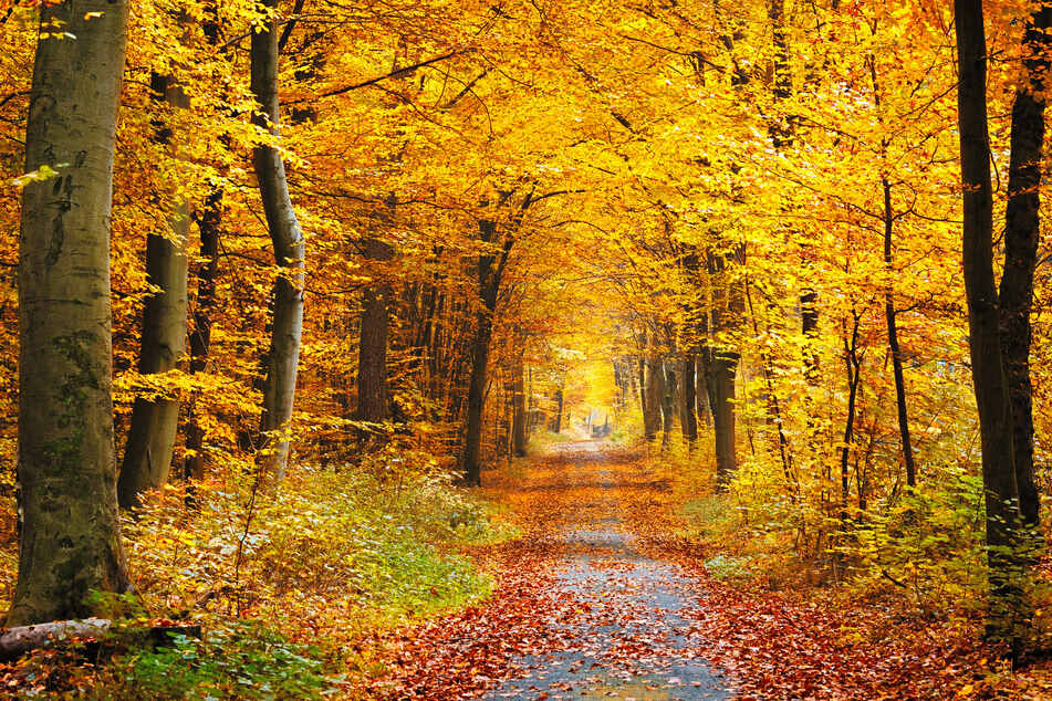Der Herbst kommt langsam aber sicher in Deutschland an. (Symbolbild)