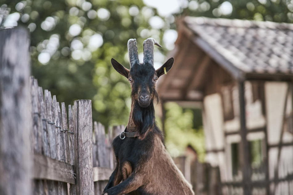 Mit Hennes IX. hat der Kölner Verein schon einen Nachfolger präsentiert.