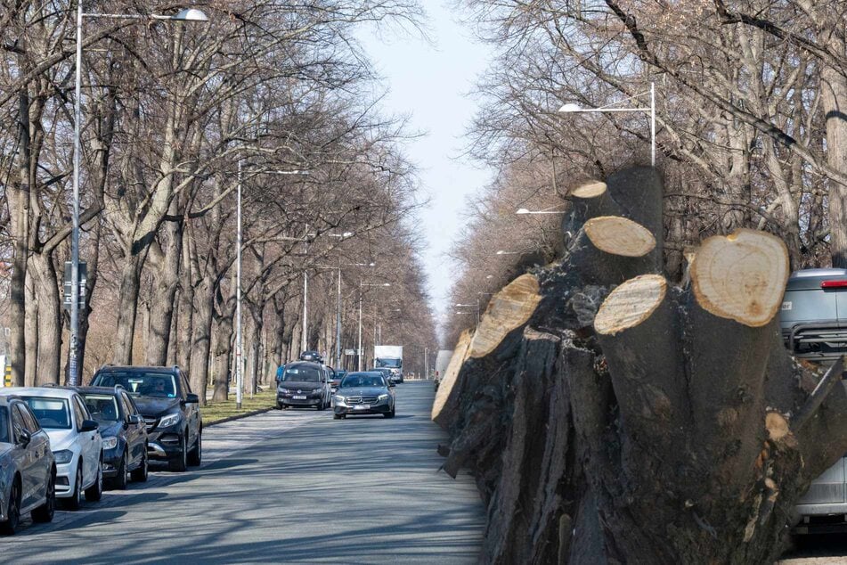 Dresden: Trotz Schonzeit: Am Ostragehege kreischen bald die Kettensägen