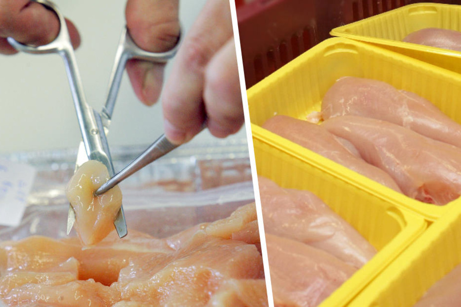 Wissenschaftler analysieren Hähnchen-Frischfleisch.
