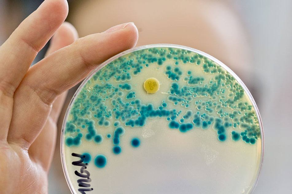 Multiresistente Keime können schwerwiegende gesundheitliche Folgen haben und lassen sich nahezu nicht behandeln.