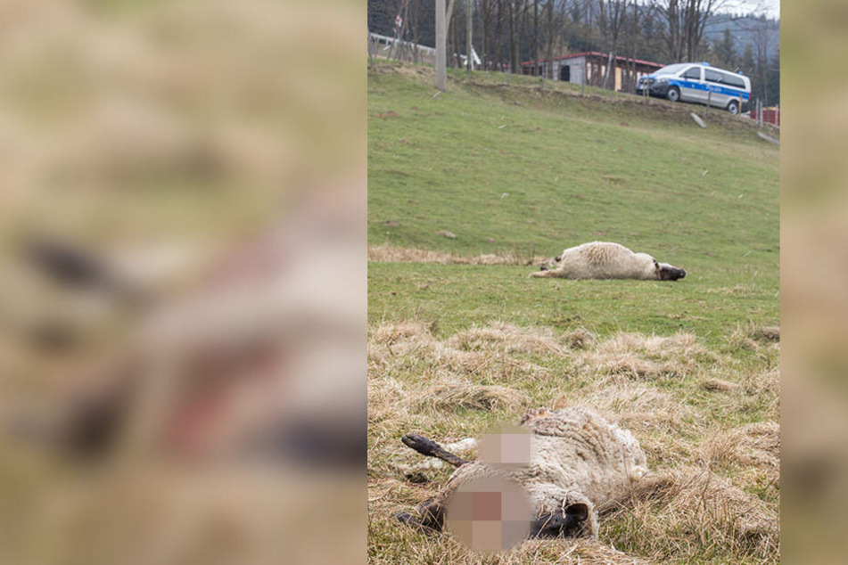 Immer wieder werden Schafe zur Beute von Wölfen - wie hier in Oberwiesenthal.