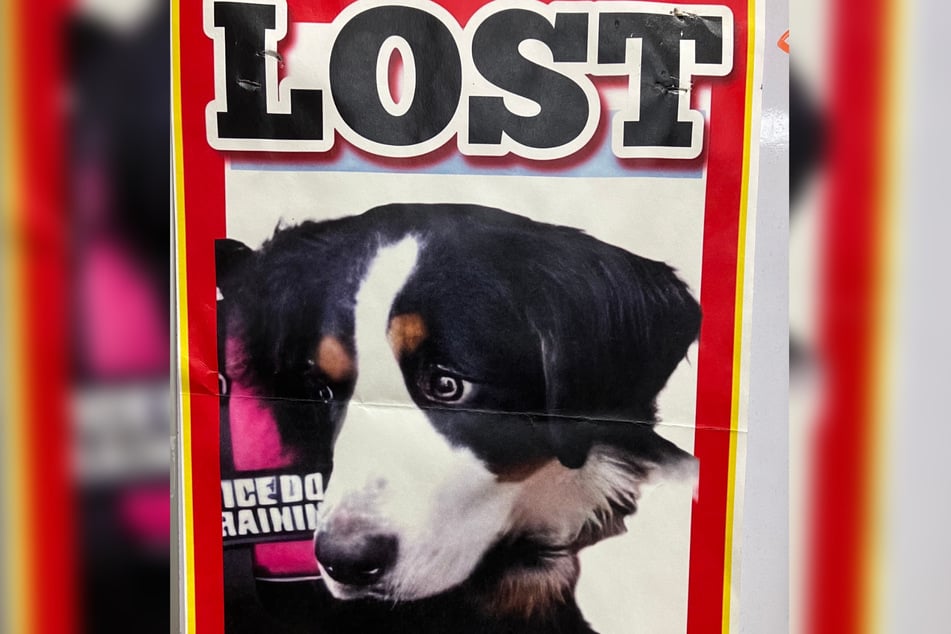 Ein Ranger erinnerte sich an dieses Plakat und rief den Hundebesitzer an.