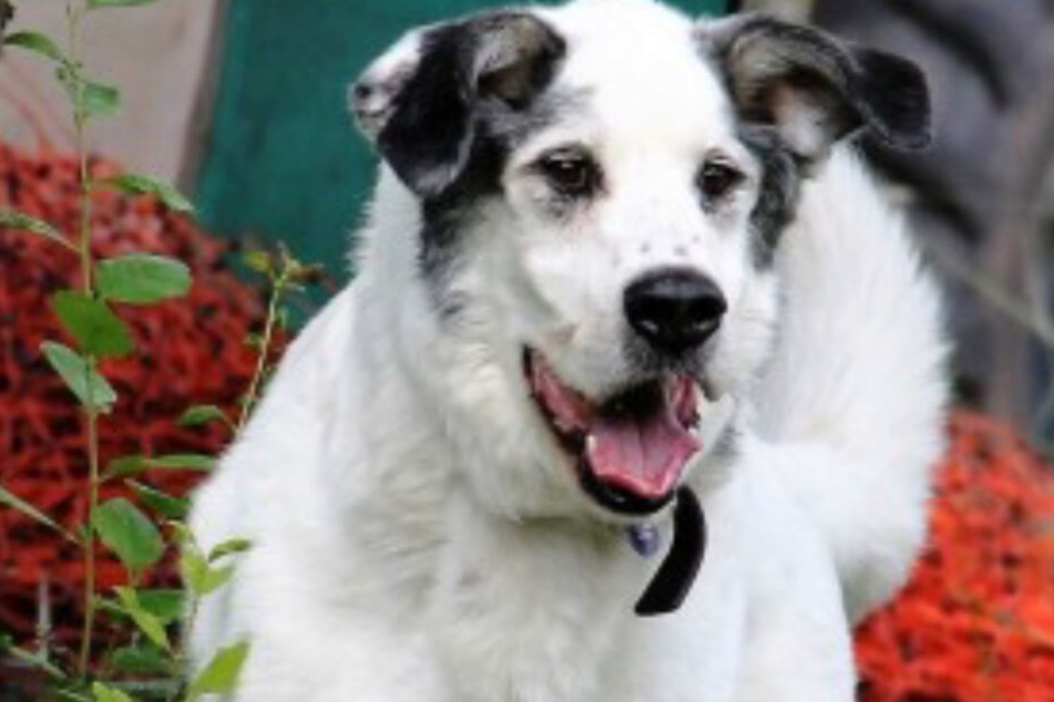 Von der Straße ins Wohnzimmer Hund Bonachon wird beim Kuscheln ganz