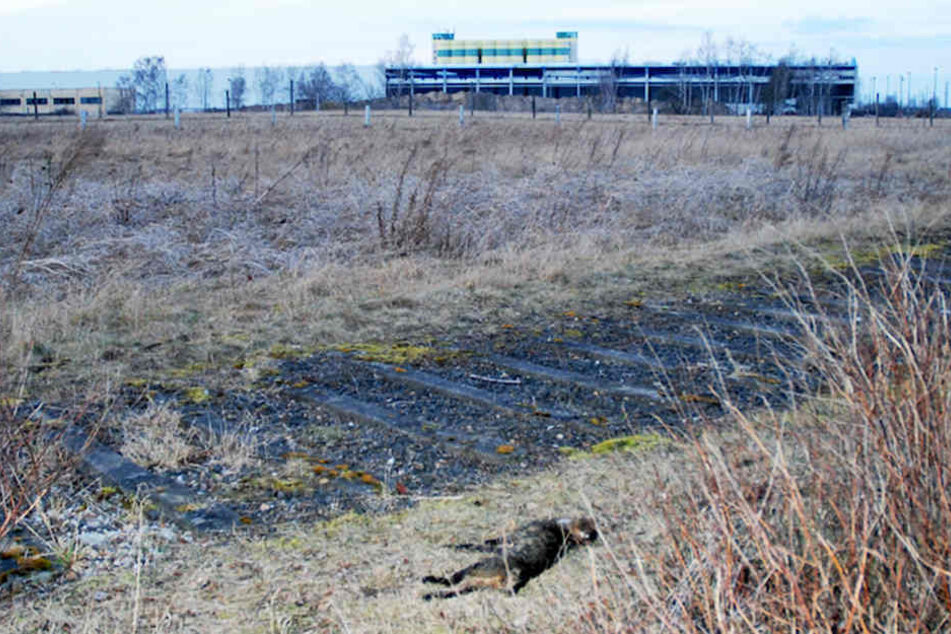 An Bahngleisen wurde das getötete Tier gefunden.