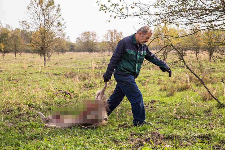 In diesem Jahr gab es 82 Wolfsangriffe auf Nutztiere. Dabei wurden 344 Tiere verletzt oder getötet.