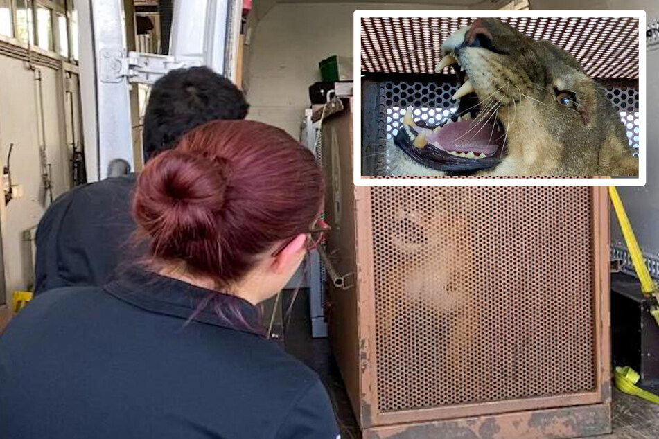 In einem Käfig wurde eine Löwin transportiert.