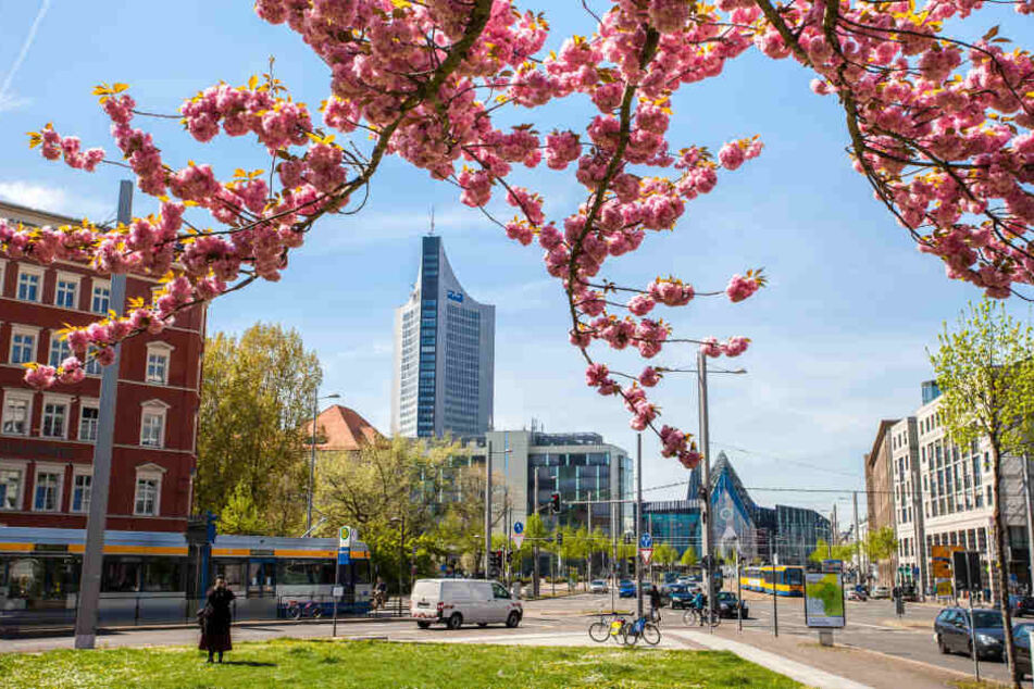 So schön wird es bald wieder in Leipzig blühen, dann soll die Stadt natürlich sauber sein.