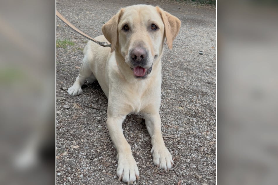 Der völlig mit der Situation überforderte Labrador landete nur Stunden nach seiner Einreise im Tierheim.