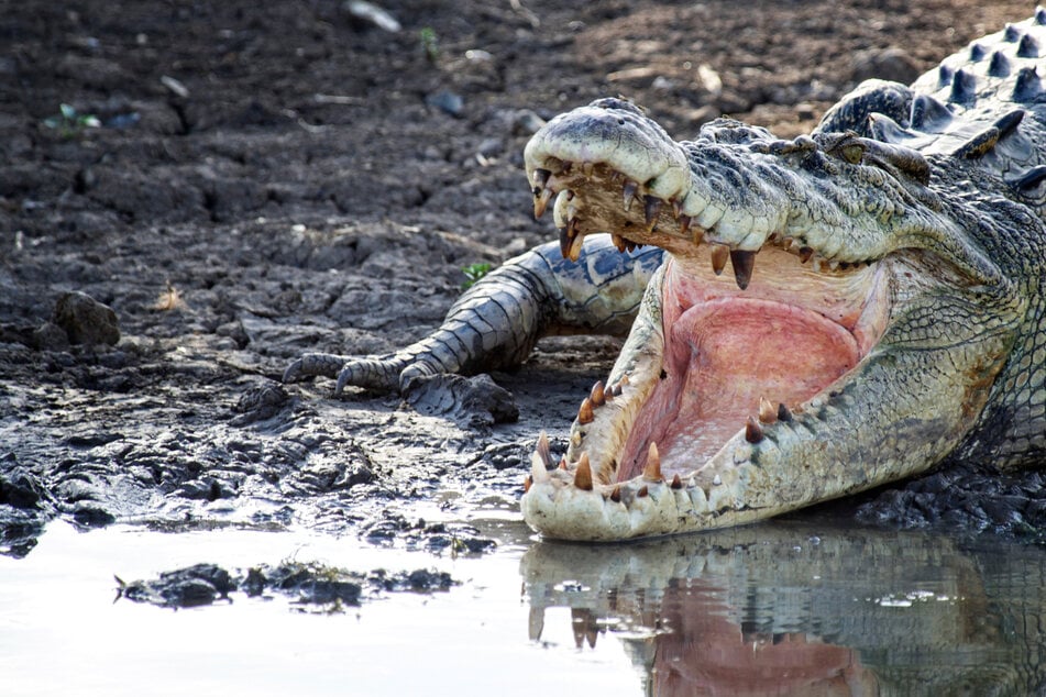 Danger Down Under! Real life Crocodile Dundee fends off attack