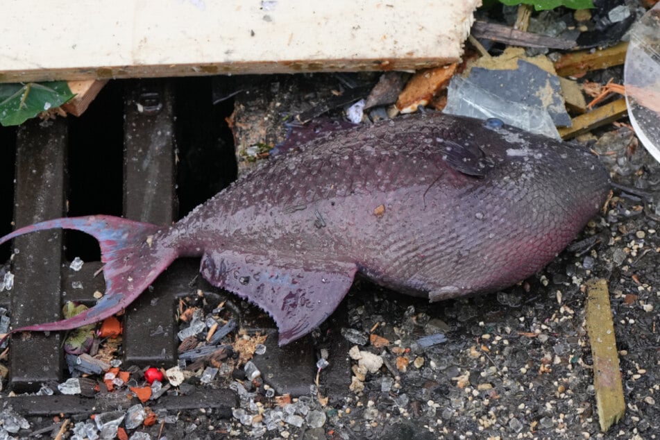 Berlin: Großaquarium geplatzt: Aquadom-Fische verenden, nur wenige konnten überleben