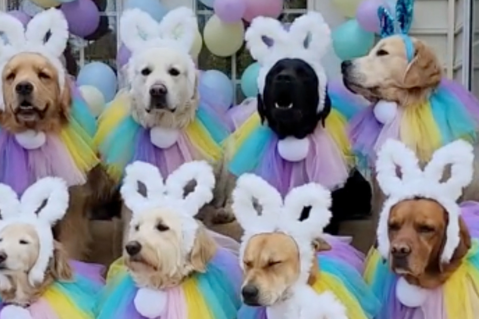 How cute are these dogs dressed as Easter bunnies?