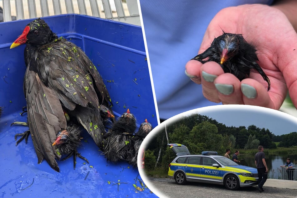 Im Stausee gefangen: Tier-Familie in Bautzen gerettet!